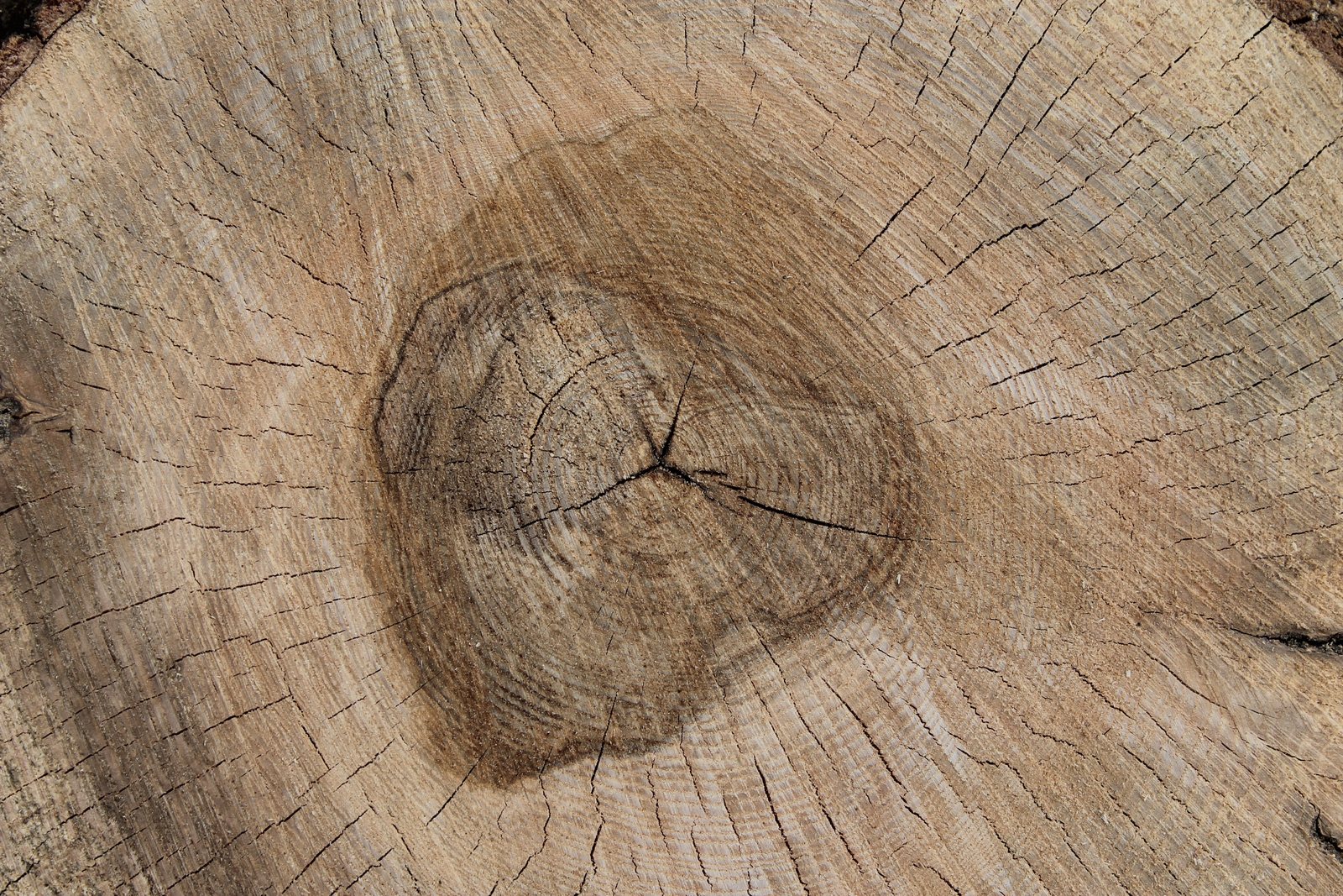 Close-up growth rings in responsibly sourced hardwood